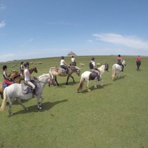 Sortie équestre dans les herbus